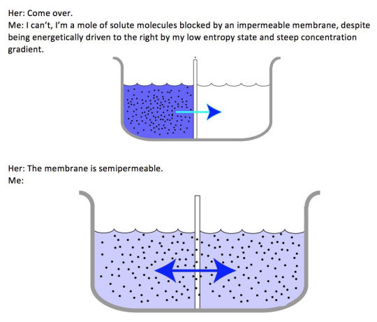 a joke about solute molecule and an impermeable membrane