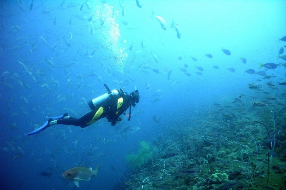The waters of Tanjung Benoa are home to a variety of marine life. Thus, diving into the waters and swimming along these fish is sure to be a great experience. The warm tropical waters of Tanjung Benoa are great for spending hours snorkelling or diving, and the many water sports centres along the area will give you all the information and equipment you need to make your dive truly memorable. When it comes to the gear required for snorkelling, it can be hired from almost any Kuta hotel such as the Holiday Inn Resort Bali Benoa; you can even request for a guide to take you to some of the best snorkelling spots around the region.