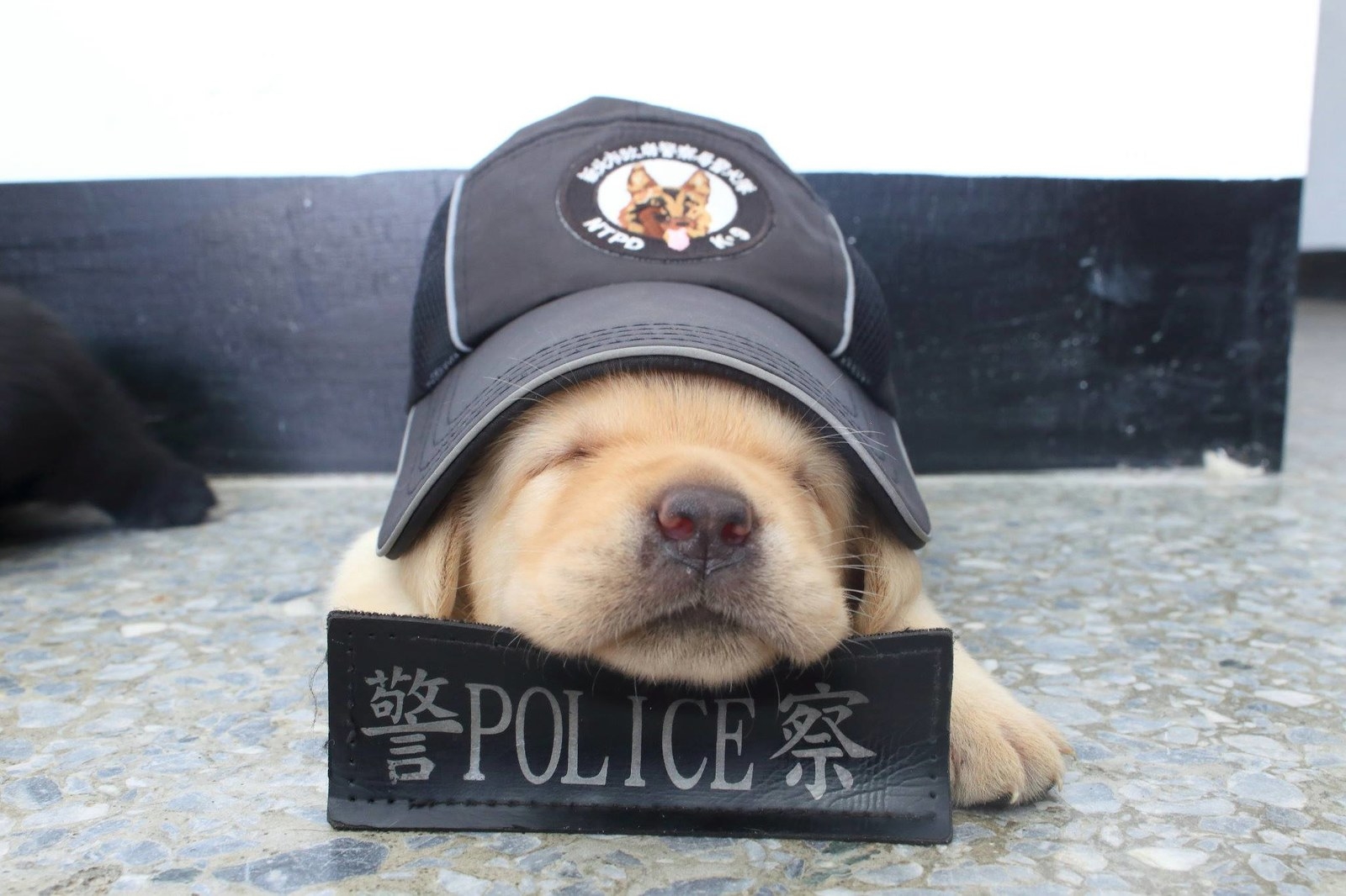 police k9 puppies