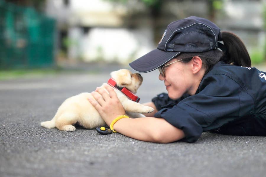 子犬の警察犬が かわいすぎて犯人もナデナデするレベル