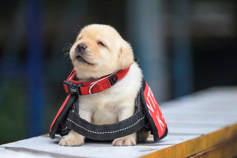 This Police Force Announced Its Latest Recruits And They Are So Cute It Actually Hurts