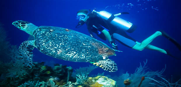 The waters off Weligama are not only stunning, but home to five of the seven species of Sea Turtle. Many of the hotels in Weligama such as the resort We Escape will be sure to provide you with a diving experience or refer you to a provider.
