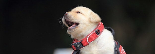 子犬の警察犬が かわいすぎて犯人もナデナデするレベル
