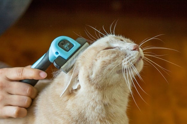 A shed brush that's a comfortable, easy way to remove shedding hair from your furry friend.