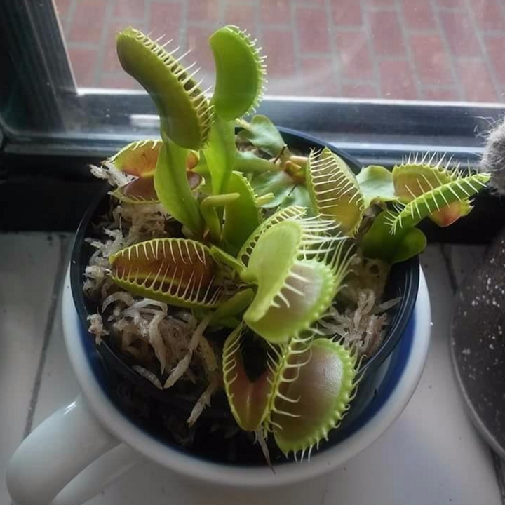 24 Things That Ll Tell Pests To Gtfo Of Your Home And Yard