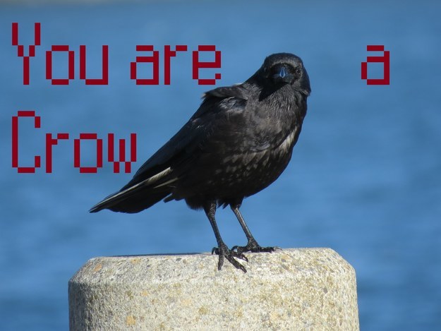 You are a Crow!