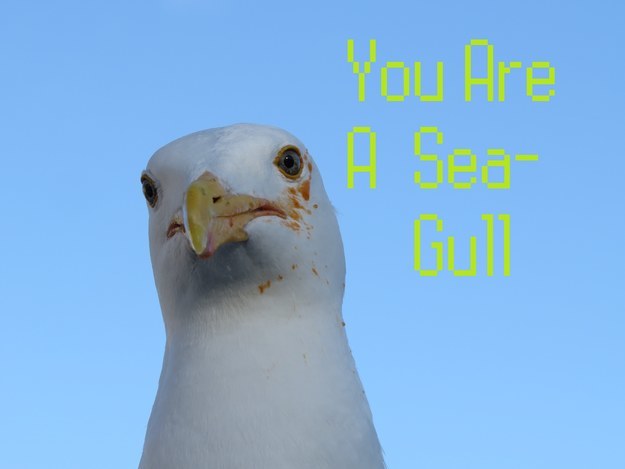 You are a Seagull!