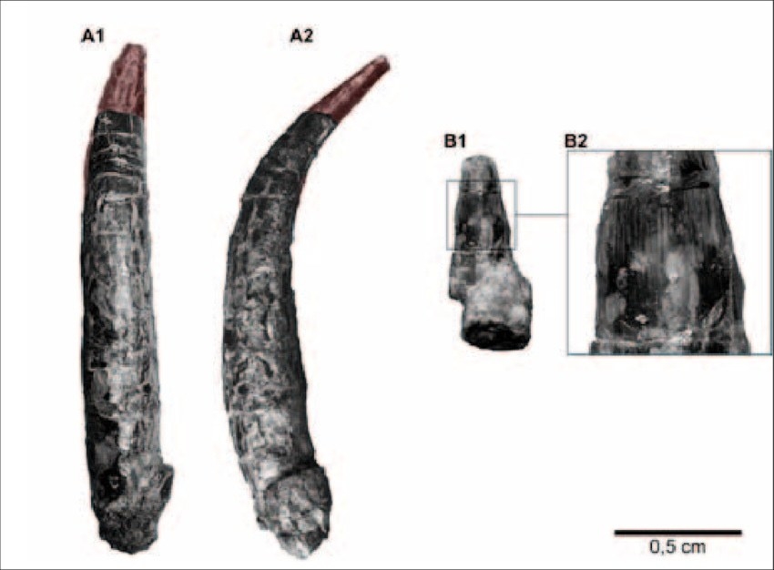 Named larseni – in honour of Stig Larsen, volunteer at the University of Oslo Natural History Museum, who has been involved in the discovery and collection of marine reptiles in Svalbard for many years. (Those are its teeth!)