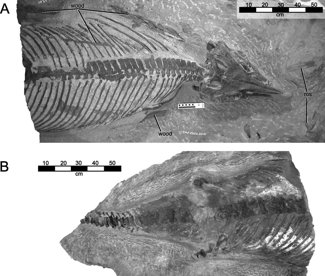 The generic name stems from Athabasca, in reference to the Athabasca River, which runs through Athabasca Oil Sands Area, where the type specimen was collected, and sauros (Gr.), ‘‘reptile’’ or ‘‘lizard’’. The specific epithet bitumineus (L.) refers to the tar or pitch that impregnates the bone and the fact it was recovered in an oil sands mine.