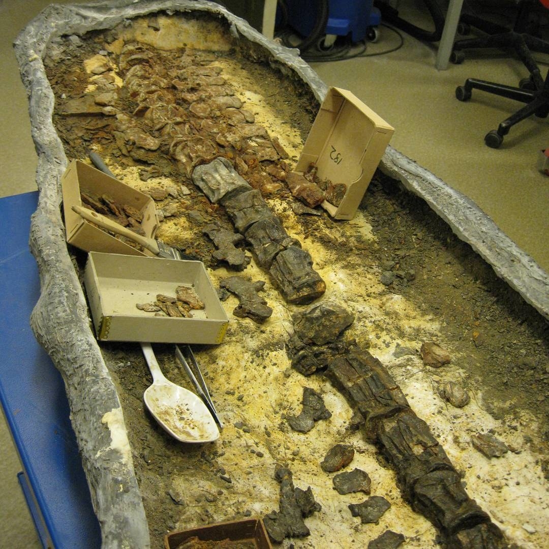 Named after Spitsbergen Travel, locally known and abbreviated “Spitra”. wensaasi in honor of Tommy Wensås, volunteer at the University of Oslo Natural History Museum, who has been involved in the discovery and collection of marine reptiles in Svalbard for many years.