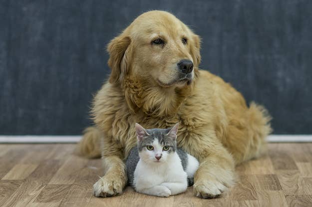 犬種診断 あなたの前前前世が犬だったら