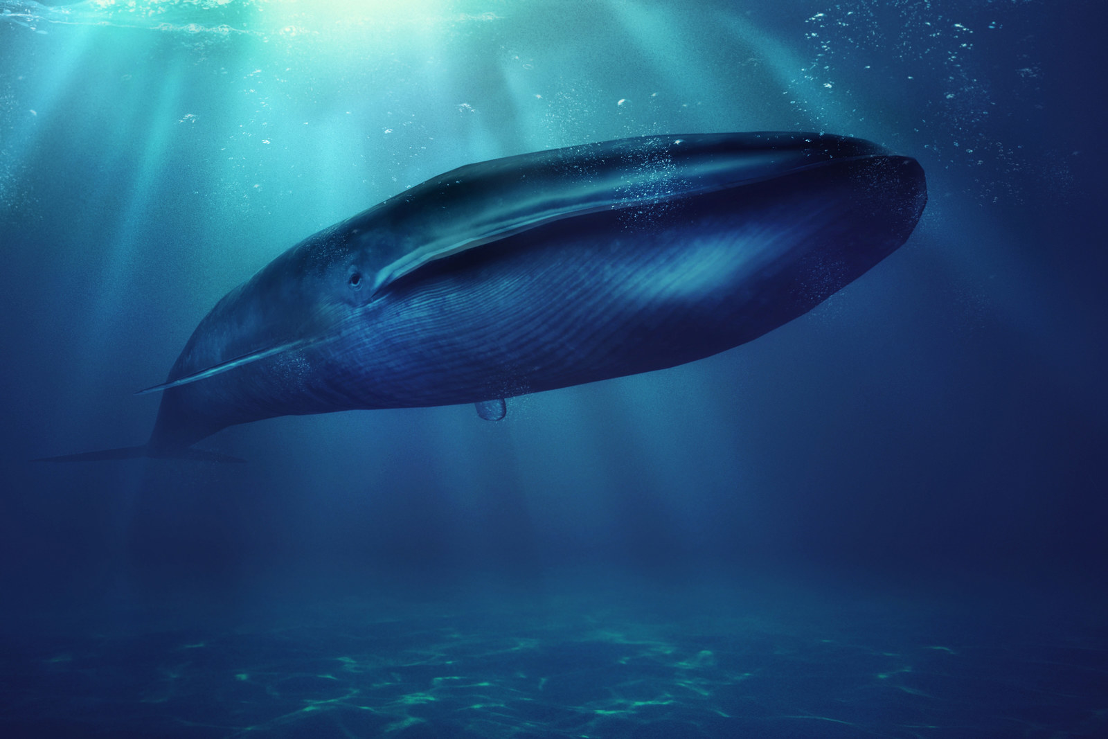 Фото синего кита из красной книги