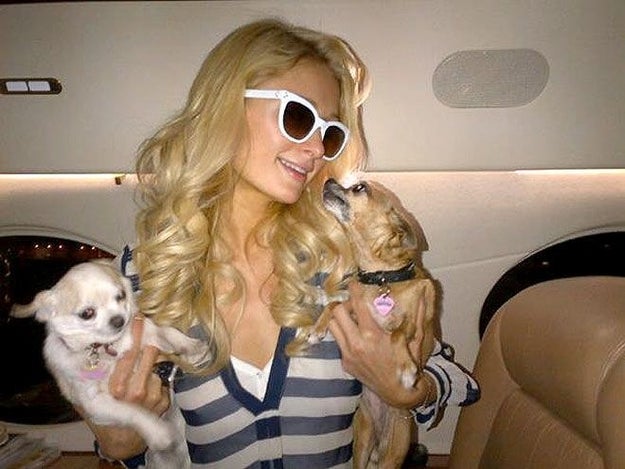 Paris Hilton and her dogs, inhaling that fresh G7 air.