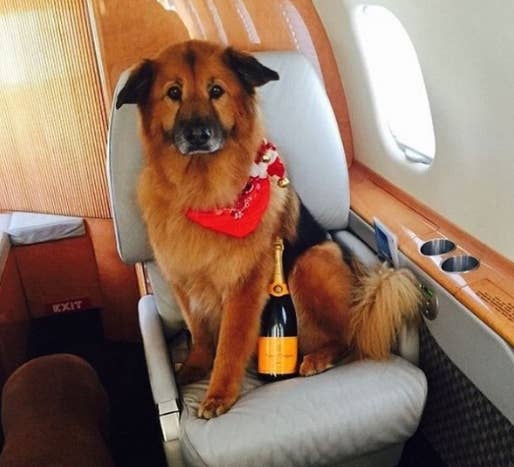 17 Celebrity Kids And Some Dogs On Private Jets Just To Make You Hate Your Life