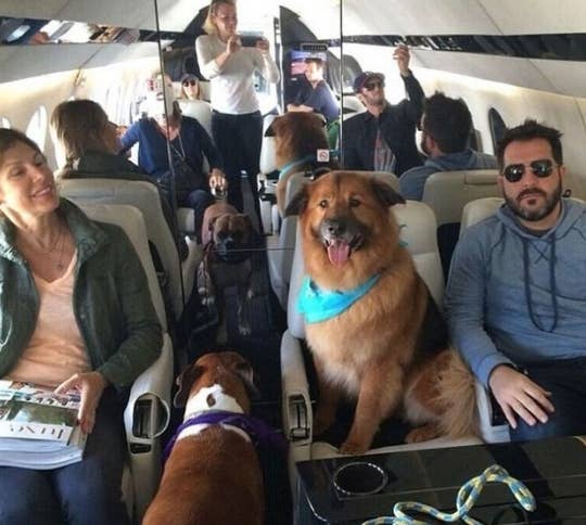 17 Celebrity Kids And Some Dogs On Private Jets Just To Make You Hate Your Life