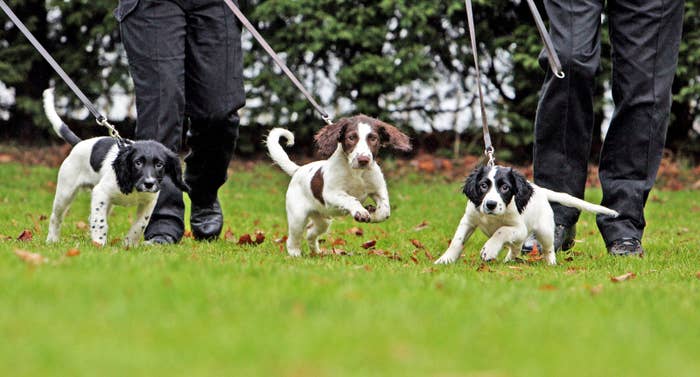 Spaniel puppies