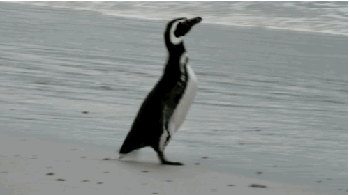 Resultat d'imatges de pinguino gif
