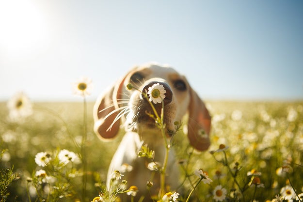 This little gal who just wants to boop all the flowers.