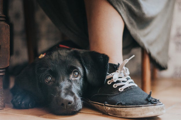 This relaxed pupper who has eyes that are basically impossible to say no to.