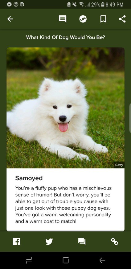 What kind fashion of dog buzzfeed