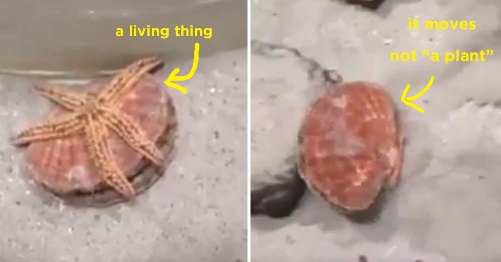 This Video Of A Mollusk Moving Underwater Has People Completely Losing Their Shit