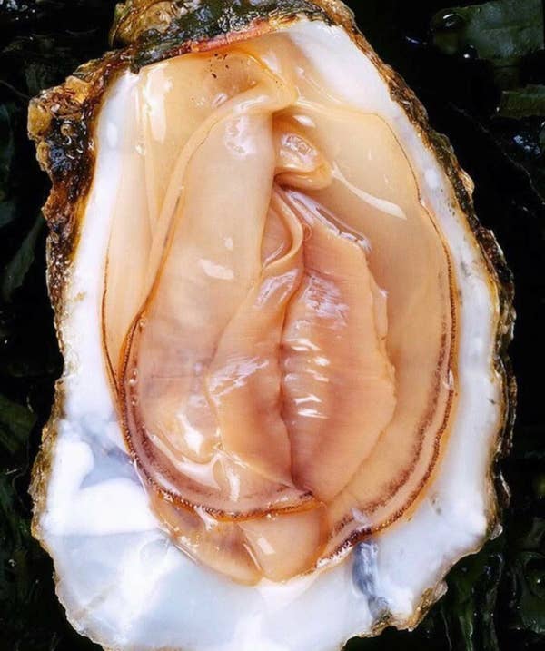 An oyster on a shell with thin layers of muscle