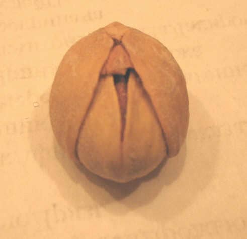 A pistachio shell folded around another pistachio