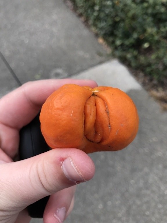 A tangerine with a folded part on one side