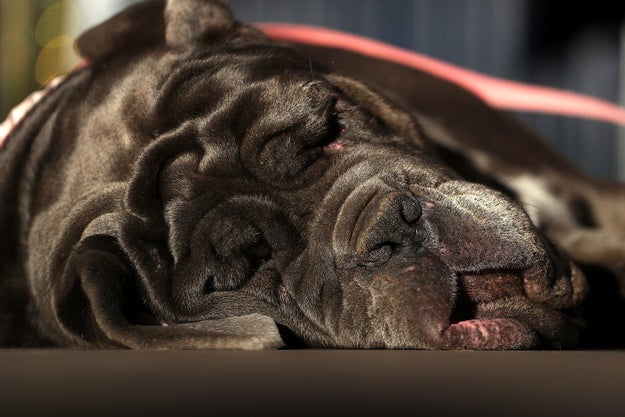 We are all Martha, the World's Ugliest Dog.