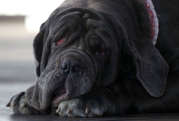 World, it is my distinct pleasure to introduce you to Martha, the newly crowned winner of the World's Ugliest Dog competition held annually in Petaluma, California.