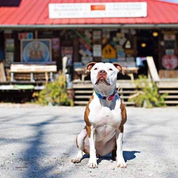 Everyone, please meet the newest mayor of Rabbit Hash, Kentucky: Brynneth Pawltrow.