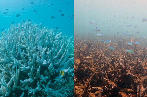 Global Coral Reefs Are In Huge Trouble, And We're Not Doing Enough To ...