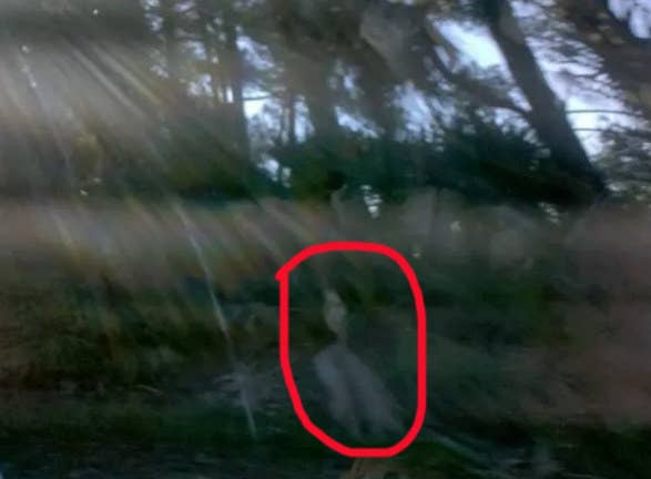 "This photo was taken in the marsh on Fripp Island, South Carolina, out the car window. I was freaked out by the very clear image of a dark-haired woman, so I showed it to a cashier when we stopped at a local café. She said she's seen many images like this, because Fripp Island is very haunted."—kristenc4