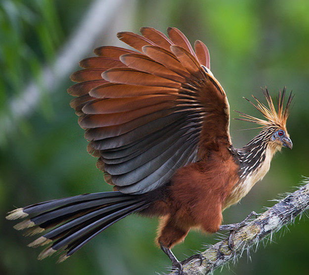 Your patronus is a Hoatzin!