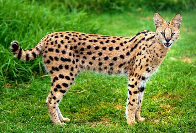 Your Patronus is a Serval!