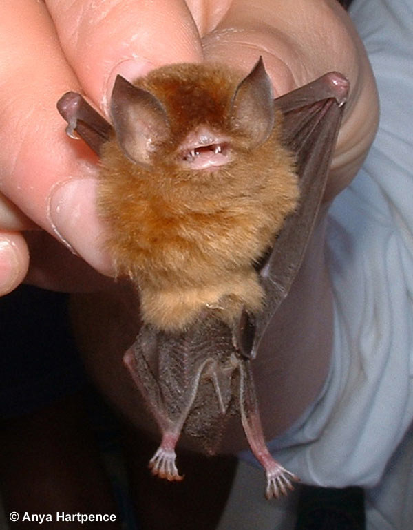 Your patronus is a Cuban Greater Funnel Eared Bat!