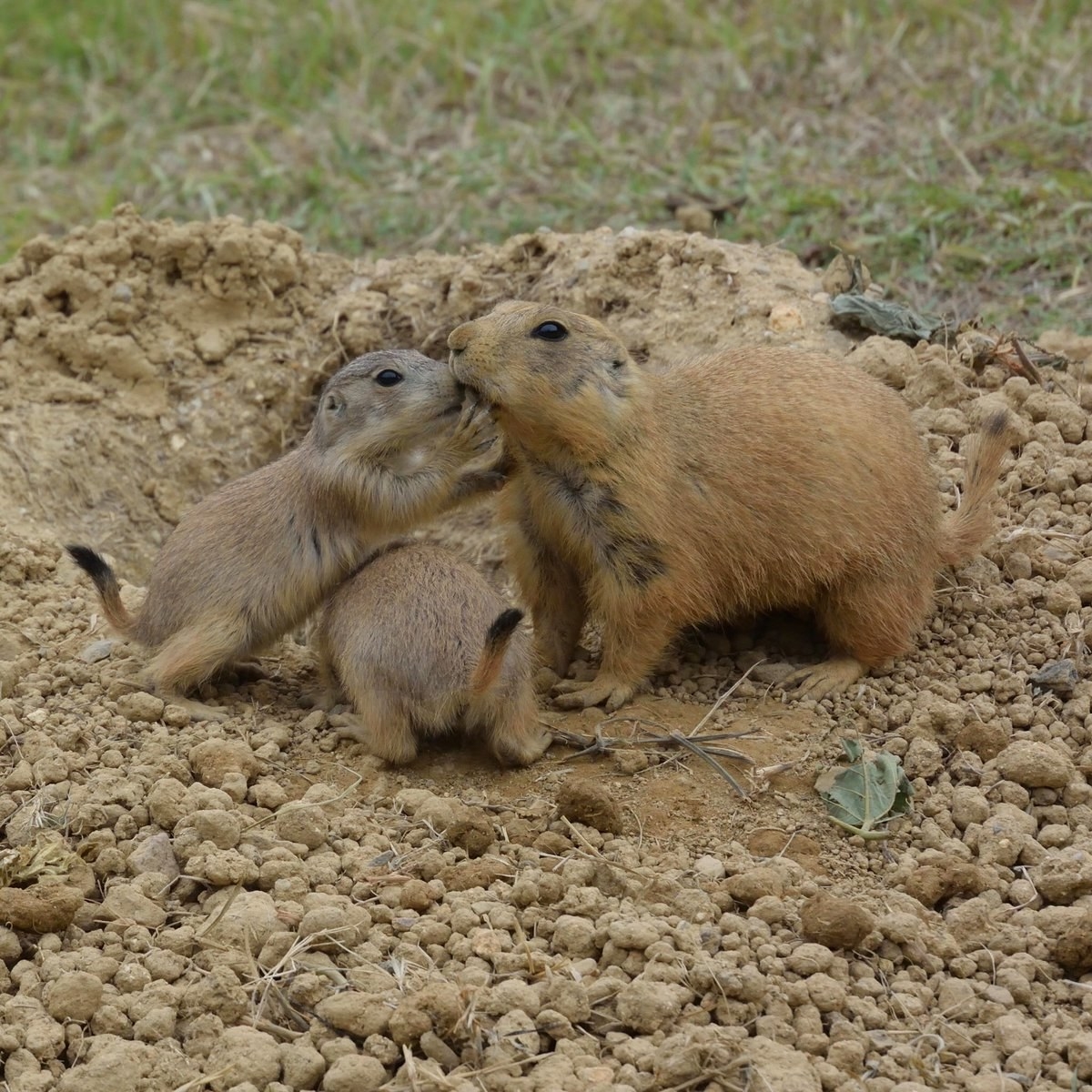 動物好きならわかるはず プレイリードッグとミーアキャットの意外な違い