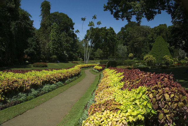 Located 5.5 km away from the ancient stronghold of Kandy, one can visit the garden while staying at one of the Kandy hotels and resorts such as Cinnamon Citadel Kandy. Grab the hand of your significant other and take a stroll down the wonderfully manicured lawns and tree lined avenues. Nature is at its best out there in Peradeniya!