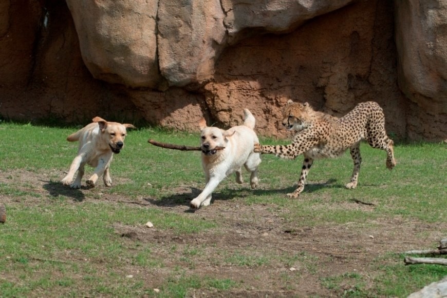 how dogs are helping cheetahs