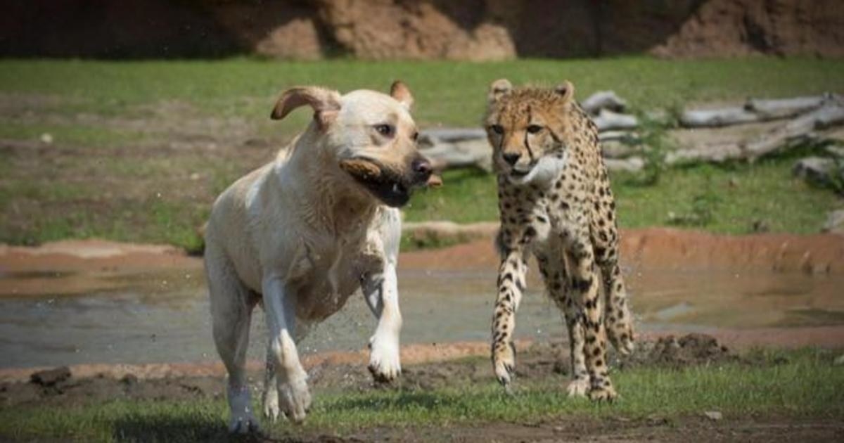 ほっこり 親友になったチーターと犬がかわいすぎる