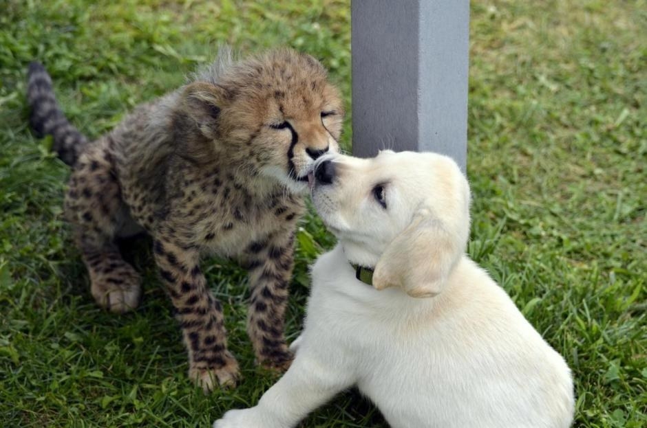 ほっこり 親友になったチーターと犬がかわいすぎる