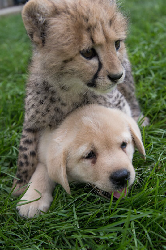 ほっこり 親友になったチーターと犬がかわいすぎる