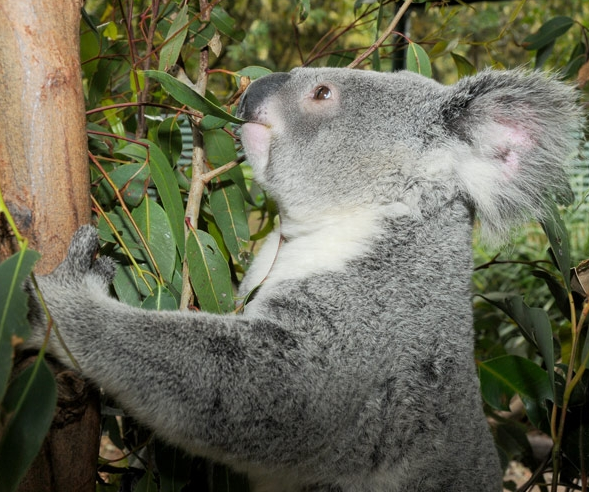 Macadamia joins the zoo's 60 other koalas (we told you this was Australia), including Ellen...