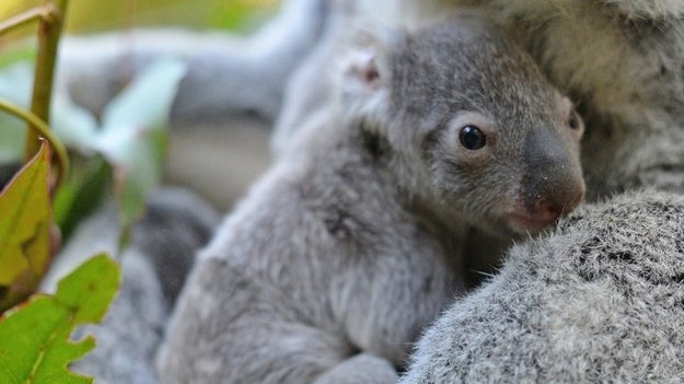 His name is Macadamia and he lives at the Australia Zoo in Beerwah, Queensland, Australia.