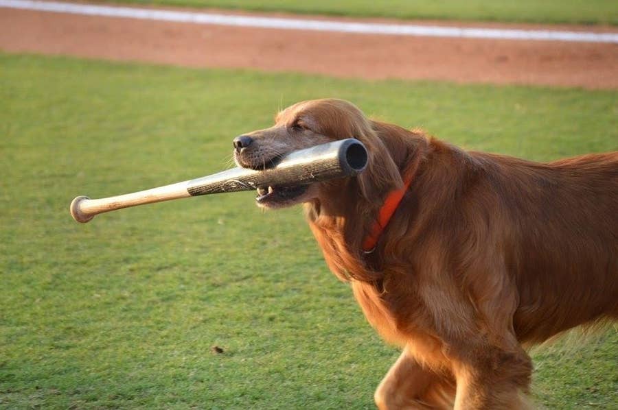 Cute Video Tweeted Of MLB Dog Delivering Water