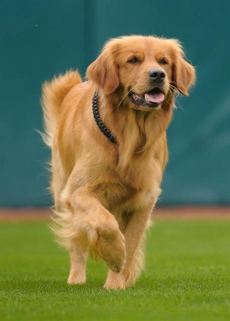 As a member of the Tin Caps team, Jake travels all over the Midwest showcasing his professional talents. They include delivering the game ball to the pitcher, bat retrieval, carrying water and towels to umpires, and being just a really, really good boy.