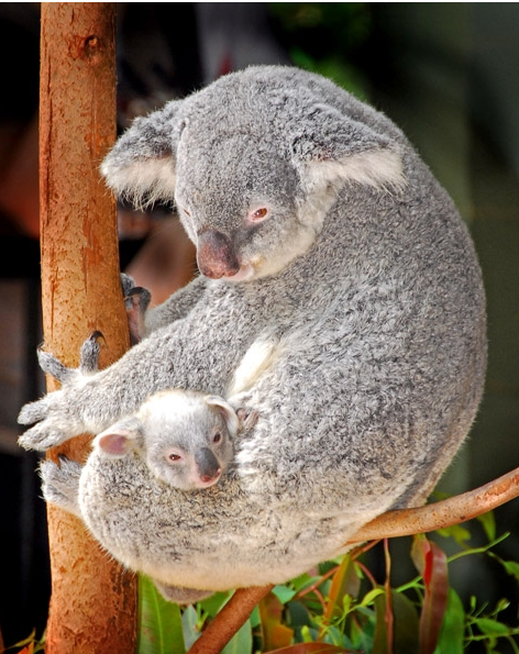 Holy Omg, This Baby Koala Is The Best Thing You'll Ever See