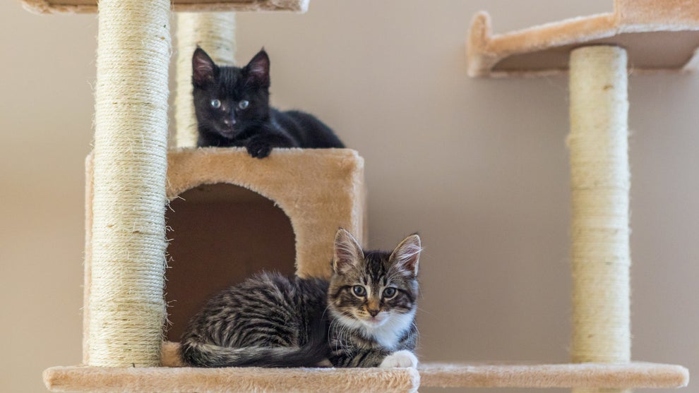 Can You Solve This Kitten Math Problem?