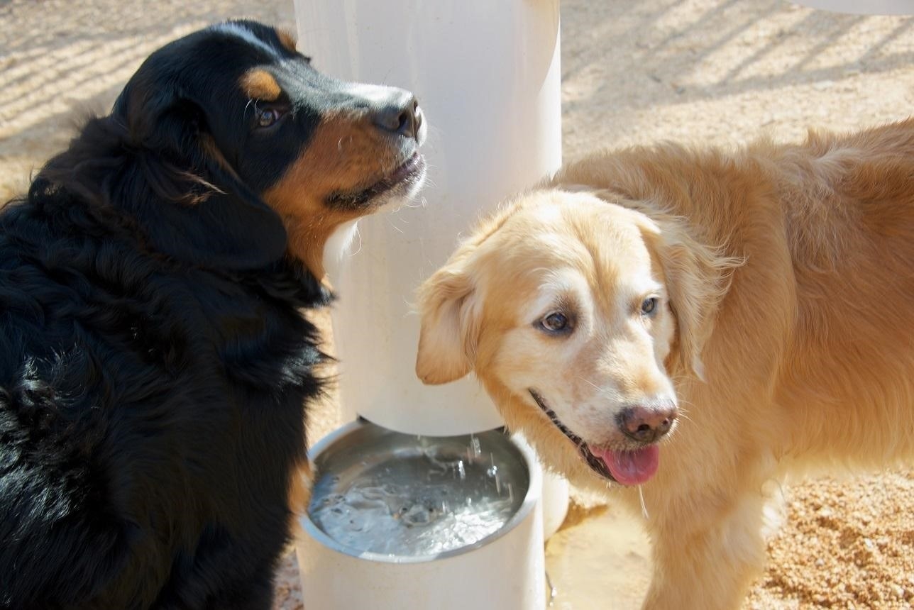 No need to Tinder on Sundays! LeBauer Park hosts Yappy Hour every Sunday from to 3 to 5pm: beer, wine, four-legged friends and downtown singles. LeBauer Park includes a designated dog park area in LeBauer where you can bring your pooch to play or sneak in to pet strangers’ dogs. Mix and mingle, scoop up some poop and pick up a date! #ruffruff