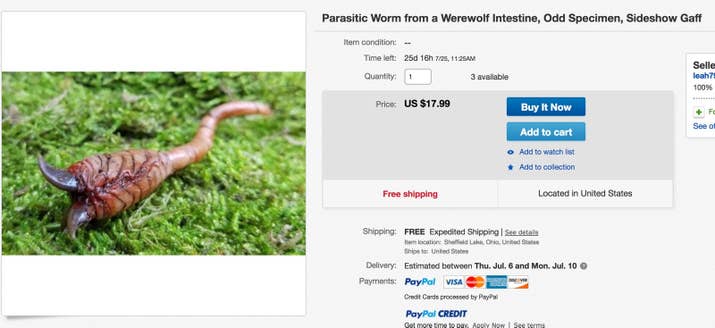 "With the recent and unexpected necropsy of a juvenile werewolf came the opportunity to gain possession of the parasitic worms found clustered in the doomed creature's heart and lungs. These worms have three hooked claws extending out from the mouth. Each worm measures approximately 4 inches to 5 inches, not counting the curl. "